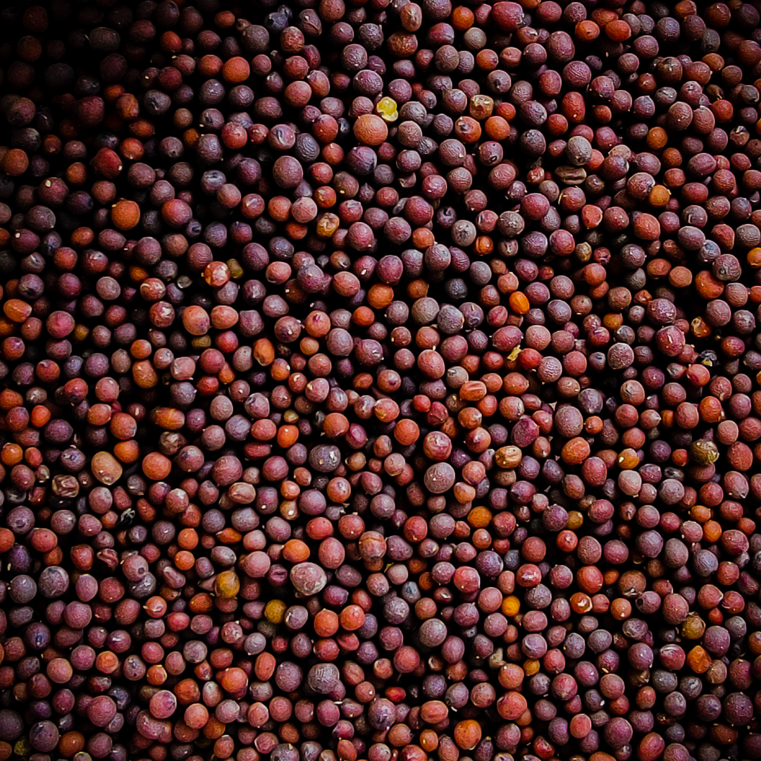 Graines de Moutarde noir - بذور الخردل السوداء Agha