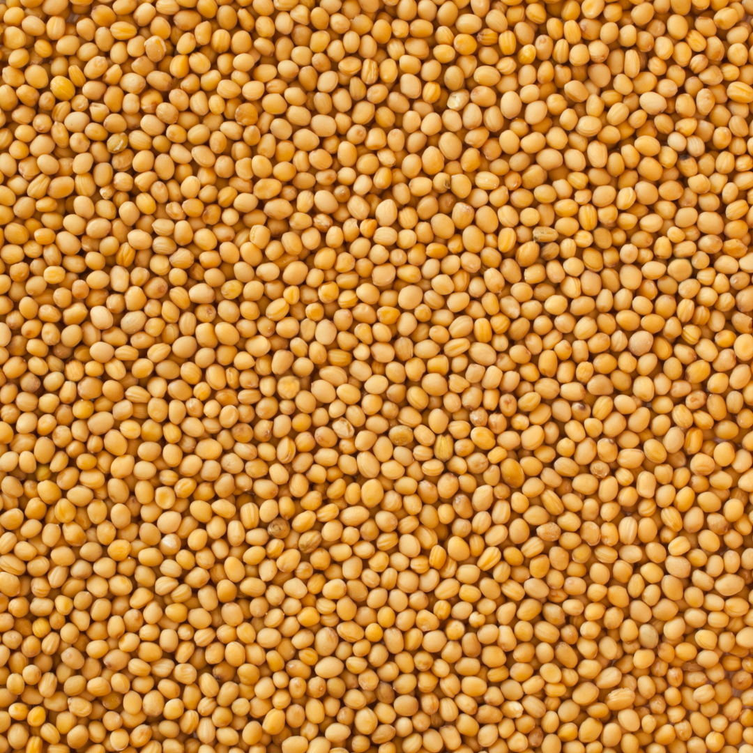 Graines de Moutarde Jaune - بذور الخردل الصفراء Agha